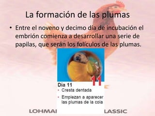 La formación de las plumas
• Entre el noveno y decimo día de incubación el
  embrión comienza a desarrollar una serie de
  papilas, que serán los folículos de las plumas.
 