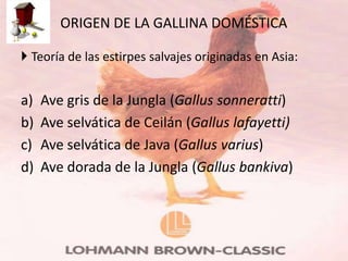 ORIGEN DE LA GALLINA DOMÉSTICA

 Teoría de las estirpes salvajes originadas en Asia:


a)   Ave gris de la Jungla (Gallus sonneratti)
b)   Ave selvática de Ceilán (Gallus lafayetti)
c)   Ave selvática de Java (Gallus varius)
d)   Ave dorada de la Jungla (Gallus bankiva)
 