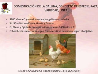 DOMESTICACIÓN DE LA GALLINA, CONCEPTO DE ESPECIE, RAZA,
                          VARIEDAD, LÍNEA

•   3200 años a.C. ya se domesticaban gallinas en la India.
•   Se difundieron a Persia, Grecia y Europa.
•   En China y Egipto la domesticación comenzó 1400 años a.C.
•   El hombre las seleccionó según “características deseables según el objetivo.
 