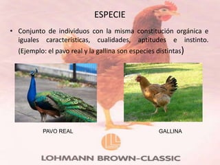 ESPECIE
• Conjunto de individuos con la misma constitución orgánica e
  iguales características, cualidades, aptitudes e instinto.
  (Ejemplo: el pavo real y la gallina son especies distintas)




          PAVO REAL                                GALLINA
 
