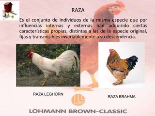 RAZA
• Es el conjunto de individuos de la misma especie que por
  influencias internas y externas han adquirido ciertas
  características propias, distintas a las de la especie original,
  fijas y transmisibles invariablemente a su descendencia.




         RAZA LEGHORN
                                              RAZA BRAHMA
 