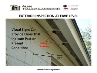 EXTERIOR INSPECTION AT EAVE LEVEL
www.alantrauger.com
Rodent
Gnawing
Previous
Vines on
Walls
Visual Signs Can
Provide Clues That
Indicate Past or
Present
Conditions
 