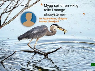 1313
Dr Fazale Rana, tidligere
forsker i biokjemi
Mygg spiller en viktig
rolle i mange
økosystemer
‘ ‘
 