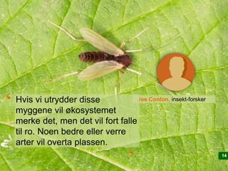 1414
Joe Conlon, insekt-forskerHvis vi utrydder disse
myggene vil økosystemet
merke det, men det vil fort falle
til ro. Noen bedre eller verre
arter vil overta plassen.
‘
‘
 