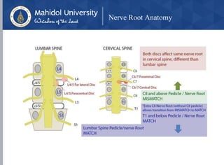 Nerve Root Anatomy
 