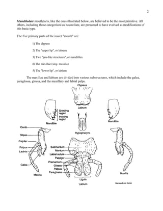 Labrum Of Insect external-morphology.pdf by ayush rai insect head | PDF