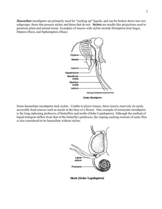 Stylet Insect external-morphology.pdf by ayush rai insect head | PDF