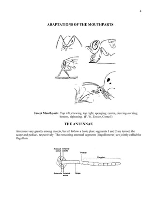 external-morphology.pdf by ayush rai insect head | PDF