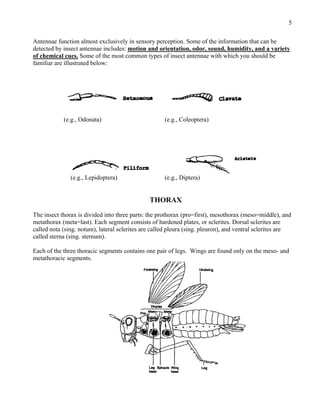 Notum Insect external-morphology.pdf by ayush rai insect head | PDF