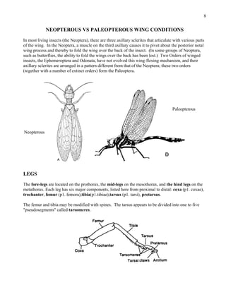 Neoptera Insects external-morphology.pdf by ayush rai insect head | PDF