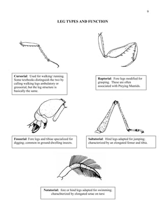 external-morphology.pdf by ayush rai insect head | PDF