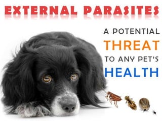 Most Common External Parasites on Dogs and Cats