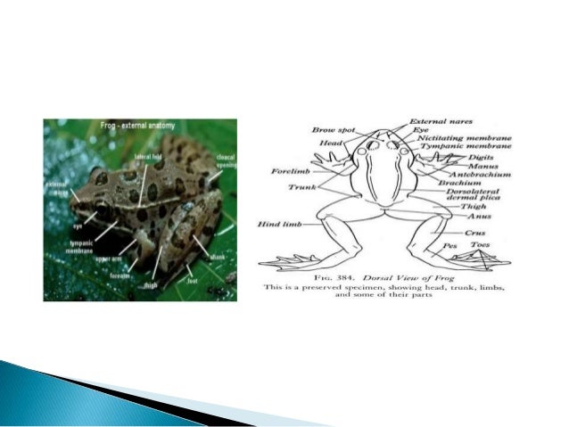 anatomy of a frog