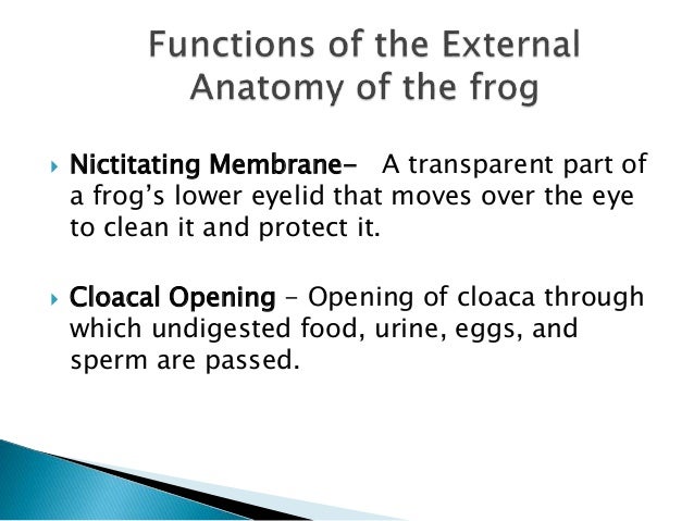 external anatomy of a