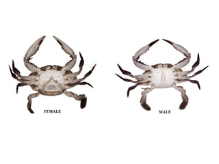 External anatomy of crab.pptx crab morphology | PPTX