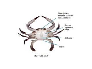 External anatomy of crab.pptx crab morphology | PPTX