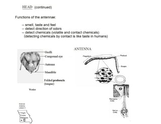 External anatomy of the honey bee | PDF