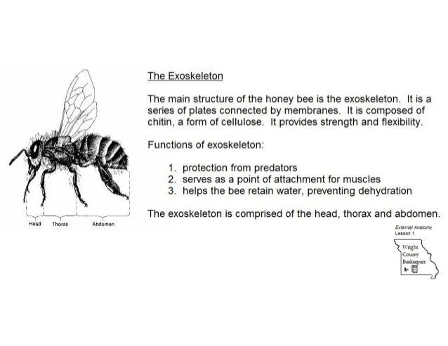 external anatomy of the