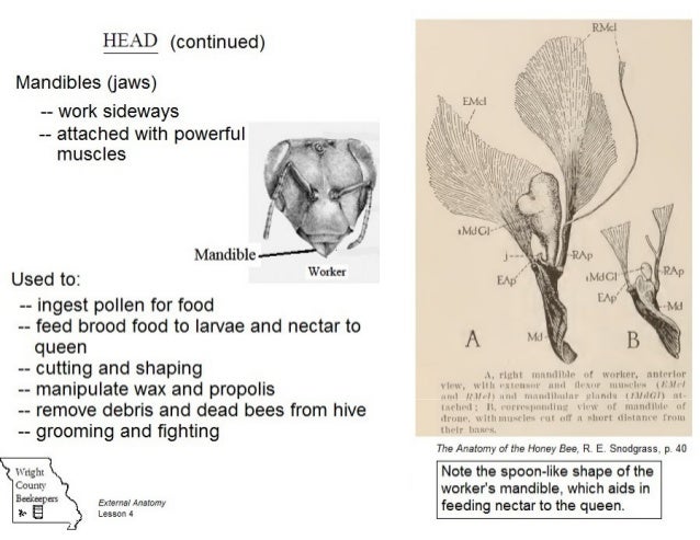 external anatomy of the