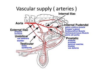 Inner Testes External and internal structure of testes | PPTX