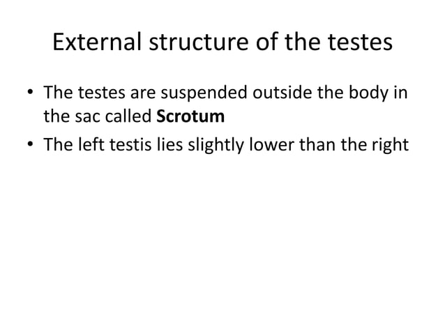 External and internal structure of testes | PPTX | Reproductive Health ...
