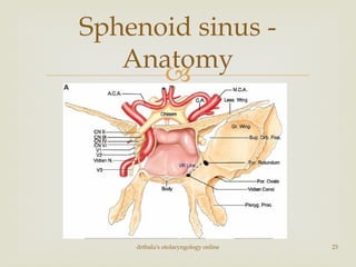
drtbalu's otolaryngology online 23
Sphenoid sinus -
Anatomy
 