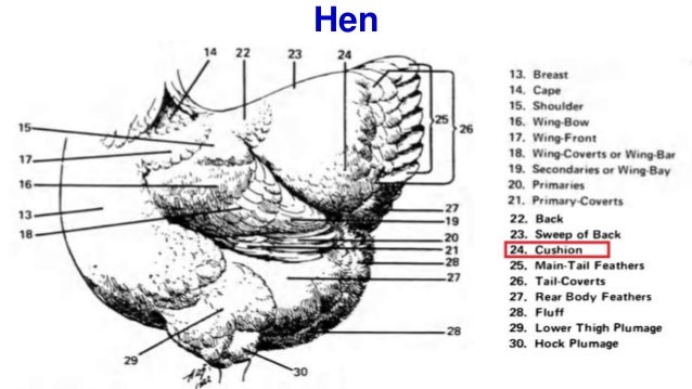External Body Parts of Chicken