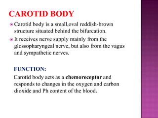  Carotid

body is a small,oval reddish-brown
structure situated behind the bifurcation.
 It receives nerve supply mainly from the
glossopharyngeal nerve, but also from the vagus
and sympathetic nerves.

FUNCTION:
Carotid body acts as a chemoreceptor and
responds to changes in the oxygen and carbon
dioxide and Ph content of the blood.

 