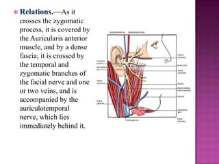  Relations.—As

it
crosses the zygomatic
process, it is covered by
the Auricularis anterior
muscle, and by a dense
fascia; it is crossed by
the temporal and
zygomatic branches of
the facial nerve and one
or two veins, and is
accompanied by the
auriculotemporal
nerve, which lies
immediately behind it.

 