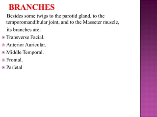 Besides some twigs to the parotid gland, to the
temporomandibular joint, and to the Masseter muscle,
its branches are:
 Transverse Facial.
 Anterior Auricular.
 Middle Temporal.
 Frontal.
 Parietal

 