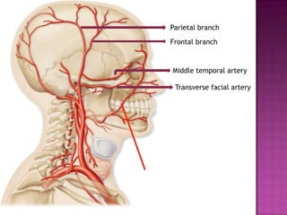 Parietal branch
Frontal branch

Middle temporal artery
Transverse facial artery

 