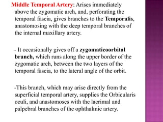 Middle Temporal Artery: Arises immediately
above the zygomatic arch, and, perforating the
temporal fascia, gives branches to the Temporalis,
anastomosing with the deep temporal branches of
the internal maxillary artery.
- It occasionally gives off a zygomaticoorbital
branch, which runs along the upper border of the
zygomatic arch, between the two layers of the
temporal fascia, to the lateral angle of the orbit.
-This branch, which may arise directly from the
superficial temporal artery, supplies the Orbicularis
oculi, and anastomoses with the lacrimal and
palpebral branches of the ophthalmic artery.

 
