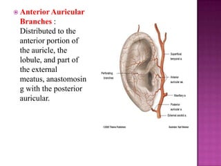  Anterior Auricular

Branches :
Distributed to the
anterior portion of
the auricle, the
lobule, and part of
the external
meatus, anastomosin
g with the posterior
auricular.

 