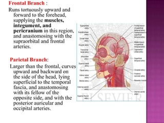 Frontal Branch :
Runs tortuously upward and
forward to the forehead,
supplying the muscles,
integument, and
pericranium in this region,
and anastomosing with the
supraorbital and frontal
arteries.
Parietal Branch:
Larger than the frontal, curves
upward and backward on
the side of the head, lying
superficial to the temporal
fascia, and anastomosing
with its fellow of the
opposite side, and with the
posterior auricular and
occipital arteries.

 