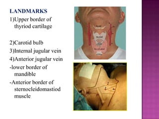 LANDMARKS
1)Upper border of
thyriod cartilage

2)Carotid bulb
3)Internal jugular vein
4)Anterior jugular vein
-lower border of
mandible
-Anterior border of
sternocleidomastiod
muscle

 