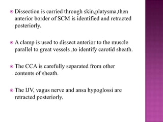  Dissection

is carried through skin,platysma,then
anterior border of SCM is identified and retracted
posteriorly.

 A clamp

is used to dissect anterior to the muscle
parallel to great vessels ,to identify carotid sheath.

 The

CCA is carefully separated from other
contents of sheath.

 The

IJV, vagus nerve and ansa hypoglossi are
retracted posteriorly.

 