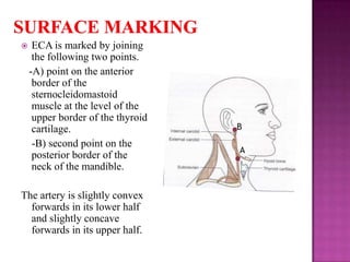 

ECA is marked by joining
the following two points.
-A) point on the anterior
border of the
sternocleidomastoid
muscle at the level of the
upper border of the thyroid
cartilage.
-B) second point on the
posterior border of the
neck of the mandible.

The artery is slightly convex
forwards in its lower half
and slightly concave
forwards in its upper half.

B

A

 