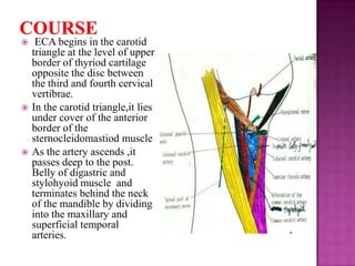 





ECA begins in the carotid
triangle at the level of upper
border of thyriod cartilage
opposite the disc between
the third and fourth cervical
vertibrae.
In the carotid triangle,it lies
under cover of the anterior
border of the
sternocleidomastiod muscle
As the artery ascends ,it
passes deep to the post.
Belly of digastric and
stylohyoid muscle and
terminates behind the neck
of the mandible by dividing
into the maxillary and
superficial temporal
arteries.

 