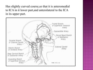 Has slightly curved course,so that it is anteromedial
to ICA in it lower part,and anterolateral to the ICA
in its upper part.

 