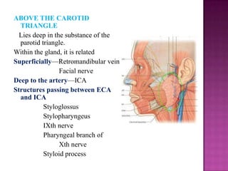 ABOVE THE CAROTID
TRIANGLE
Lies deep in the substance of the
parotid triangle.
Within the gland, it is related
Superficially—Retromandibular vein
Facial nerve
Deep to the artery—ICA
Structures passing between ECA
and ICA
Styloglossus
Stylopharyngeus
IXth nerve
Pharyngeal branch of
Xth nerve
Styloid process

 