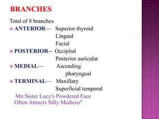 Total of 8 branches
 ANTERIOR— Superior thyroid
Lingual
Facial
 POSTERIOR-- Occipital
Posterior auricular
 MEDIAL—
Ascending
pharyngeal
 TERMINAL— Maxillary
Superficial temporal
Mn:Sister Lucy's Powdered Face
Often Attracts Silly Medicos"

 