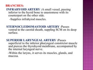BRANCHES:
INFRAHYOID ARTERY :A small vessel, passing
inferior to the hyoid bone to anastomose with its
counterpart on the other side.
-Supplies infrahyiod muscles.
STERNOCLEIDOMASTOID ARTERY :Passes
ventral to the carotid sheath, suppling SCM on its deep
surface.

SUPERIOR LARYNGEAL ARTERY :Passes
superficial to the inferior pharyngeal constrictor muscle
and pierces the thyrohyoid membrane, accompanied by
the internal laryngeal nerve.
-Within the larynx, it serves its muscles, glands, and
mucosa.

 