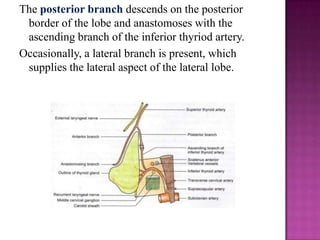 The posterior branch descends on the posterior
border of the lobe and anastomoses with the
ascending branch of the inferior thyriod artery.
Occasionally, a lateral branch is present, which
supplies the lateral aspect of the lateral lobe.

 