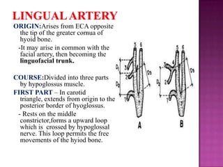 ORIGIN:Arises from ECA opposite
the tip of the greater cornua of
hyoid bone.
-It may arise in common with the
facial artery, then becoming the
linguofacial trunk.
COURSE:Divided into three parts
by hypoglossus muscle.
FIRST PART – In carotid
triangle, extends from origin to the
posterior border of hyoglossus.
- Rests on the middle
constrictor,forms a upward loop
which is crossed by hypoglossal
nerve. This loop permits the free
movements of the hyiod bone.

 