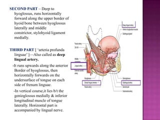 SECOND PART – Deep to
hyoglossus, runs horizontally
forward along the upper border of
hyoid bone between hyoglossus
laterally and middle
constrictor, stylohyoid ligament
medially.
THIRD PART [ ‗arteria profunda
linguae‘ ]—Also called as deep
lingual artery.
-It runs upwards along the anterior
Border of hyoglossus, then
horizontally forwards on the
undersurface of tongue on each
side of frenum linguae.
-In vertical course,it lies b/t the
genioglossus medially & inferior
longitudinal muscle of tongue
laterally. Horizontal part is
accompanied by lingual nerve.

 
