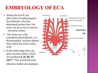 

During the fourth and
fifth weeks of embryological
development, when the
pharyngeal arches form, the
aortic sac gives rise to arteries
– the aortic arches.



The aortic sac is the
endothelial lined dilation, it is
the primordial vascular channel
from which the aortic arches
arise.



In the initial stage there are
pairs of aortic arches, which
are numbered I, II, III, IV,
and V. This system becomes
altered in further development.

 