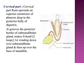 Cervical part : Cervical
part Runs upwards on
superior constrictor of
pharynx deep to the
posterior belly of
digastric.
-It grooves the posterior
border of submandibular
gland, makes S-bend [2
loops] 1st winding down
over submandibular
gland & then up over the
base of mandible.

 