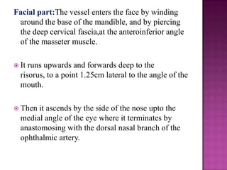Facial part:The vessel enters the face by winding
around the base of the mandible, and by piercing
the deep cervical fascia,at the anteroinferior angle
of the masseter muscle.
 It

runs upwards and forwards deep to the
risorus, to a point 1.25cm lateral to the angle of the
mouth.

 Then

it ascends by the side of the nose upto the
medial angle of the eye where it terminates by
anastomosing with the dorsal nasal branch of the
ophthalmic artery.

 