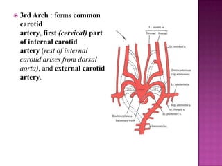 

3rd Arch : forms common
carotid
artery, first (cervical) part
of internal carotid
artery (rest of internal
carotid arises from dorsal
aorta), and external carotid
artery.

 