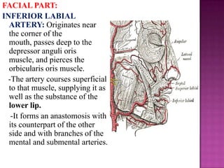 FACIAL PART:
INFERIOR LABIAL
ARTERY: Originates near
the corner of the
mouth, passes deep to the
depressor anguli oris
muscle, and pierces the
orbicularis oris muscle.
-The artery courses superficial
to that muscle, supplying it as
well as the substance of the
lower lip.
-It forms an anastomosis with
its counterpart of the other
side and with branches of the
mental and submental arteries.

 